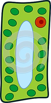 Simplified structure of plant cell chloroplast, nucleus, vacuole, cytoplasm and cell wall.