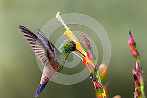 Simplistic photo of a colorful hummingbird feeding on a bright orange flower isolated on a green background.