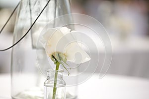 Simplistic White Flower Decor/Wedding or Event Details