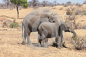 Simply Elephants