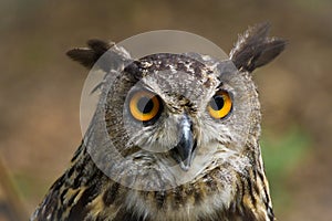 Simply portrait owl, bubo bubo