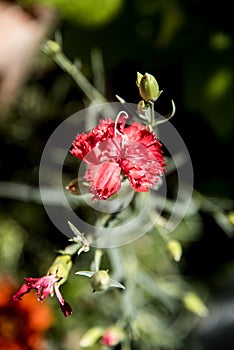 Simply red carnation at garden