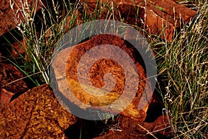 Simpson Desert Fossils photo