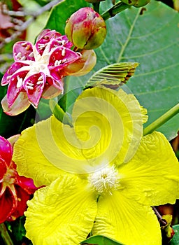 The Simpur Bini - Dillenia Suffruticosa