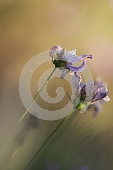 Sims Azalea flowers blossoming under the sun