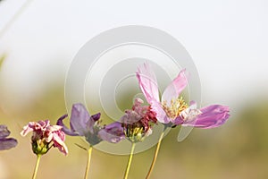 Sims Azalea flowers blossoming under the sun