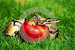 Pecado serpiente manzana 