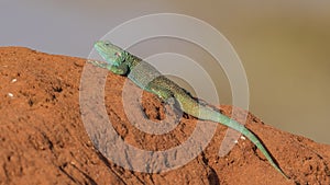 Sinai Agama on Termite Nest