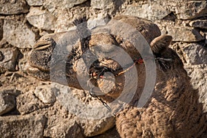 A trip to sinai desert