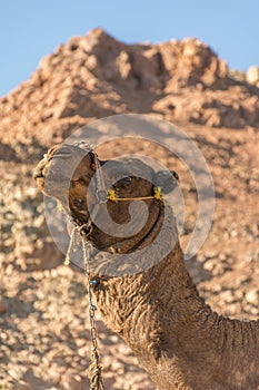 A trip to sinai desert