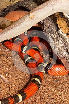 Sinaloan Milk Snake in captivity