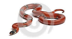 Sinaloan milk snake, Lampropeltis triangulum sinaloae photo