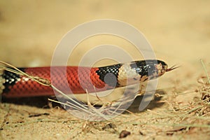 Sinaloan milksnake