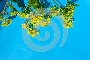 Bouquet of sinapis arvensis on a blue background photo