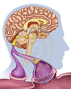 Sinapsis de Dopamina en la enfermedad de Parkinson