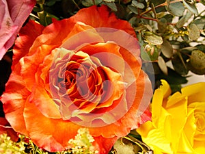 Sincerity & friendship - peach roses (a full bloom)