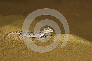 Sind Sand Gecko, Crossobamon orientalis Desert National Park photo