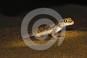 Sind Sand Gecko, Crossobamon orientalis. Sam Desert, Rajasthan, India photo