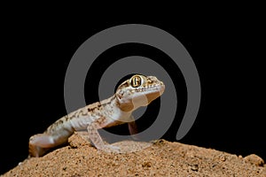 Sind Sand Gecko photo