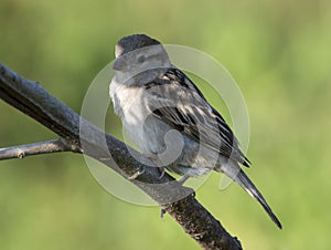 Portrait of Female Sind Sparrow Sitting on Branch photo