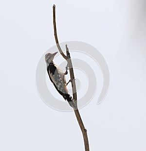 Sind Woodpecker, Dendrocopos assimilis photo