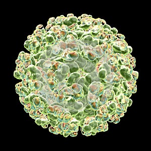 Sindbis virus, and RNA alphavirus