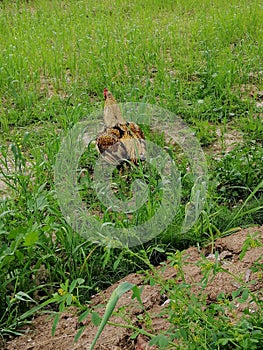 This a sindi kars hen