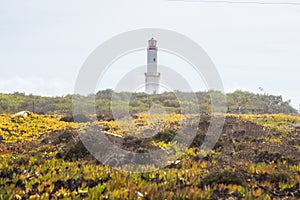 Sines Lighthouse in a flowering landscape, Portugal photo