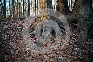 Sinewy roots at the base of tree trunks, La Tourette Park, Staten Island, NY
