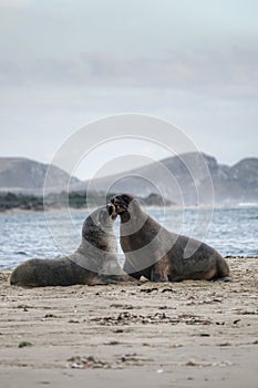 We sing, we dance, we play - sea lion couple