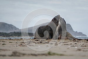 We sing, we dance, we play - sea lion couple in owaka, Balclutha, Catlin New Zealand