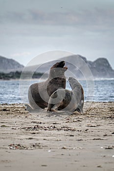 We sing, we dance, we play - sea lion couple in owaka, Balclutha, Catlin New Zealand