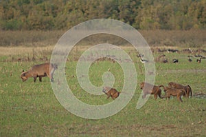 Sing-sing waterbuck and Guinea baboons in a meadow.