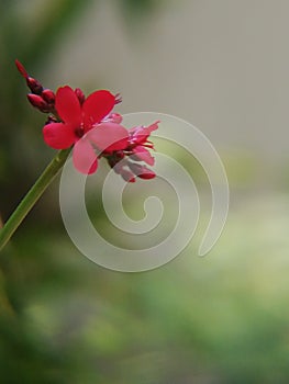 Singal red flower