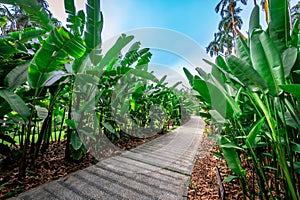 Beautiful path way at Singapore Botanic Gardens.