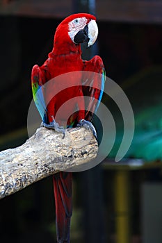 Singapore colored parrot