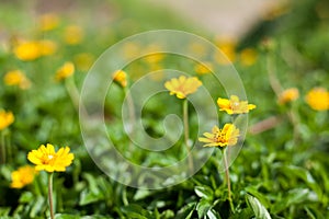 Singapore daisy in Thailand