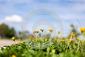 Singapore daisy in Thailand