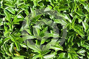 Singapore daisy in Thailand