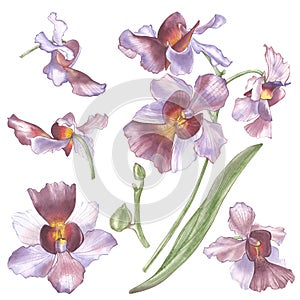 Singapore Flower, Illustration of Vanda Miss Joaquim Flowers. The National Flower of Singapore. Watercolor Hand drawn