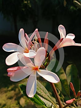 Singapore graveyard flower in the garden