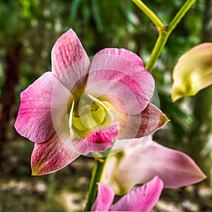 Singapore Orchid, Orchidaceae, Phalaenopsis. photo