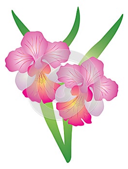 Singapore Orchid Vanda Miss Joaquim vector Illustration