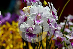 Singapore`s National flower purple and white Papilionanthe Miss Joaquim orchid