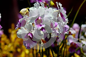 Singapore`s National flower purple and white Papilionanthe Miss Joaquim orchid