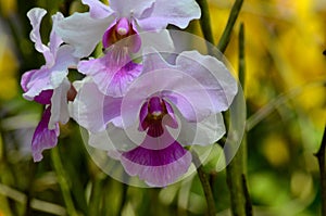 Singapore`s National flower purple and white Papilionanthe Miss Joaquim orchid