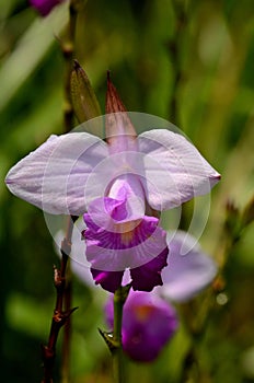 Singapore`s National flower purple and white Papilionanthe Miss Joaquim orchid