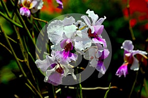 Singapore`s National flower purple and white Papilionanthe Miss Joaquim orchid