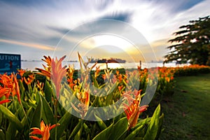 Singapore Sentosa Island sea beach flower garden with blurry cloud evening twilight sky background landscape