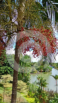 Singapore Singapore Botanic Gardens Tree